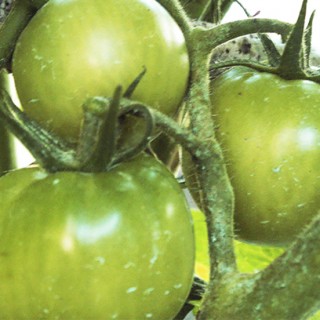 COMO MEJORAR LA MADURACIÓN DE LOS FRUTOS SIN AVEJENTAR LA PLANTA.