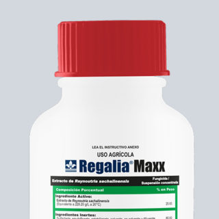 REGALIA MAXX