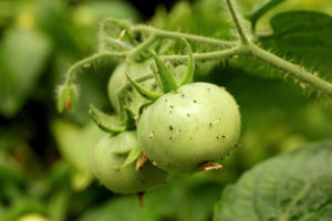 Aphids on the green tomato plant close up