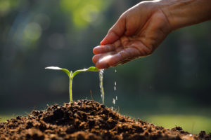 Farmer's hand watering a young plant in sunshine