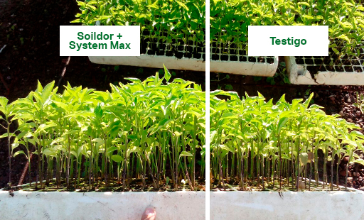 PRUEBA TÉCNICA: Tratamiento de arranque de cultivo en Chile Serrano