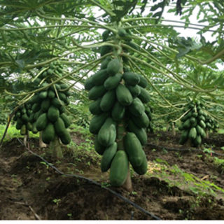 PRUEBA TÉCNICA: Control de mancha negra en cultivo de papaya