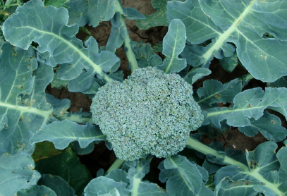 PRUEBA TÉCNICA: Nutrición vegetal orgánica para desarrollo vegetativo de Brócoli