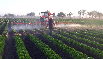 PRUEBA TÉCNICA: Crisatop + FOS Soap para combatir pulgón y chinche en cultivo de Lechuga