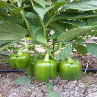 PRUEBA TÉCNICA: Ensayo de Quiver Raíz en cultivo de bell pepper a campo abierto
