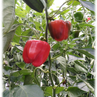 PRUEBA TÉCNICA: Prueba de Rador para el control de Cenicilla (Oidium spp) en el cultivo de pimiento